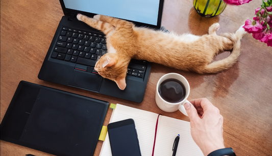 Want to take your pet to work or anywhere you go? Have you seen these custom everyday accessories?